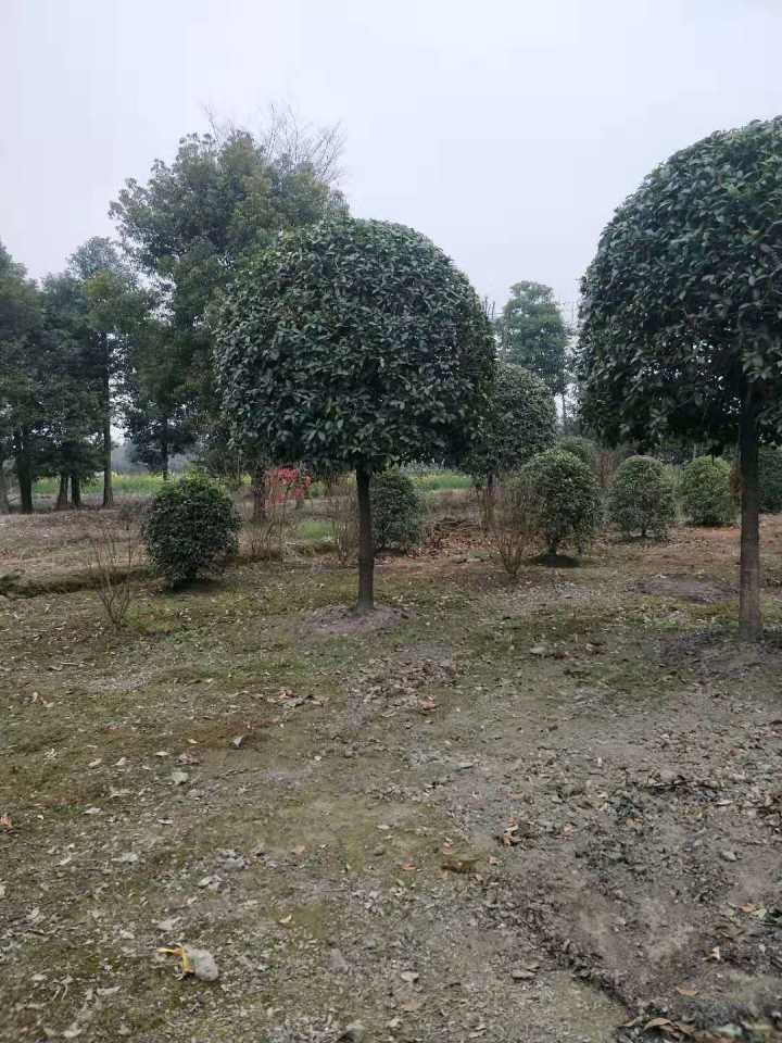 桂花树小苗价格 桂花树批发  四川桂花树小苗 四川桂花树种植基地图片