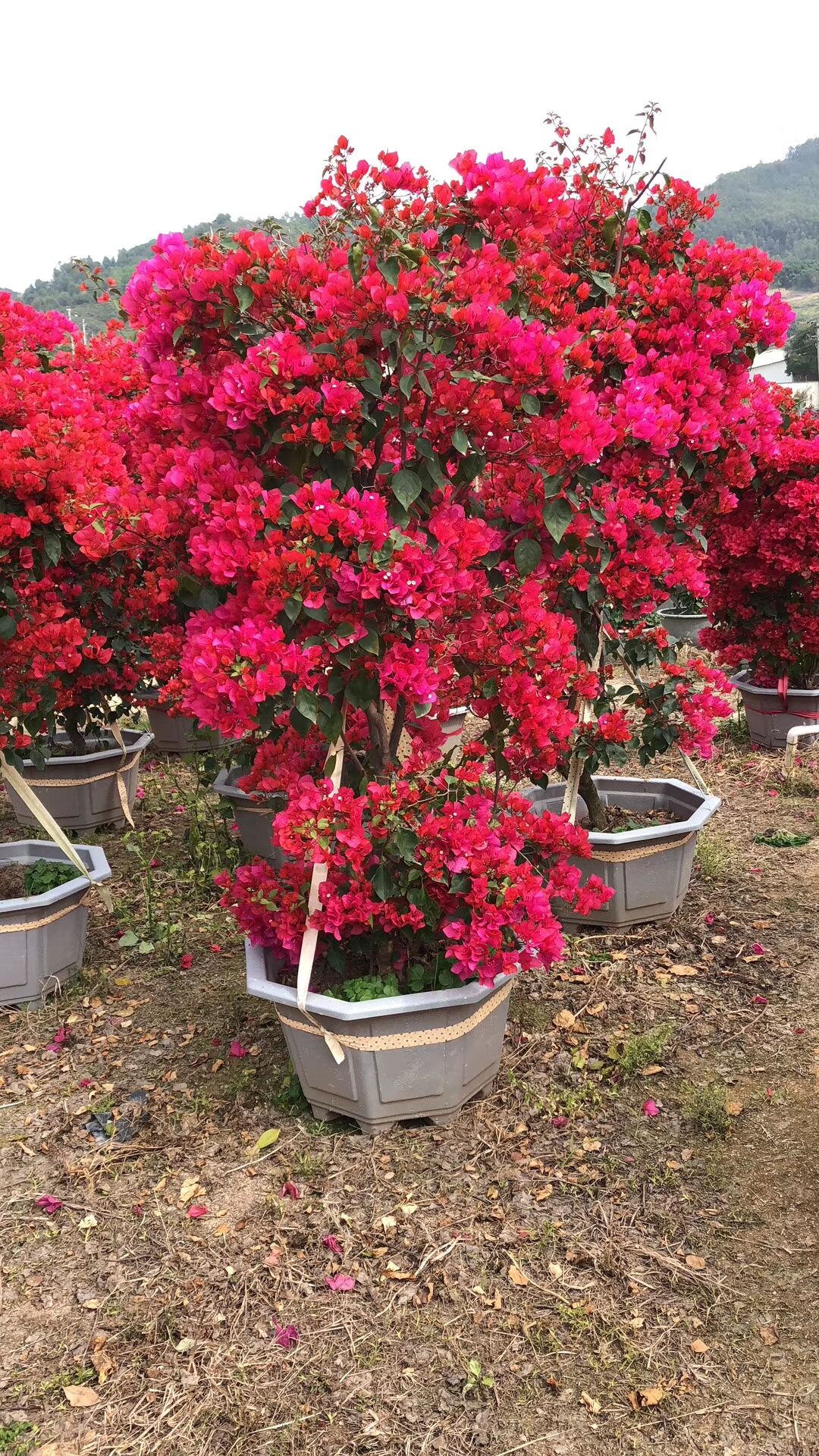 海南萬寧圖片/海南萬寧樣板圖 (2)