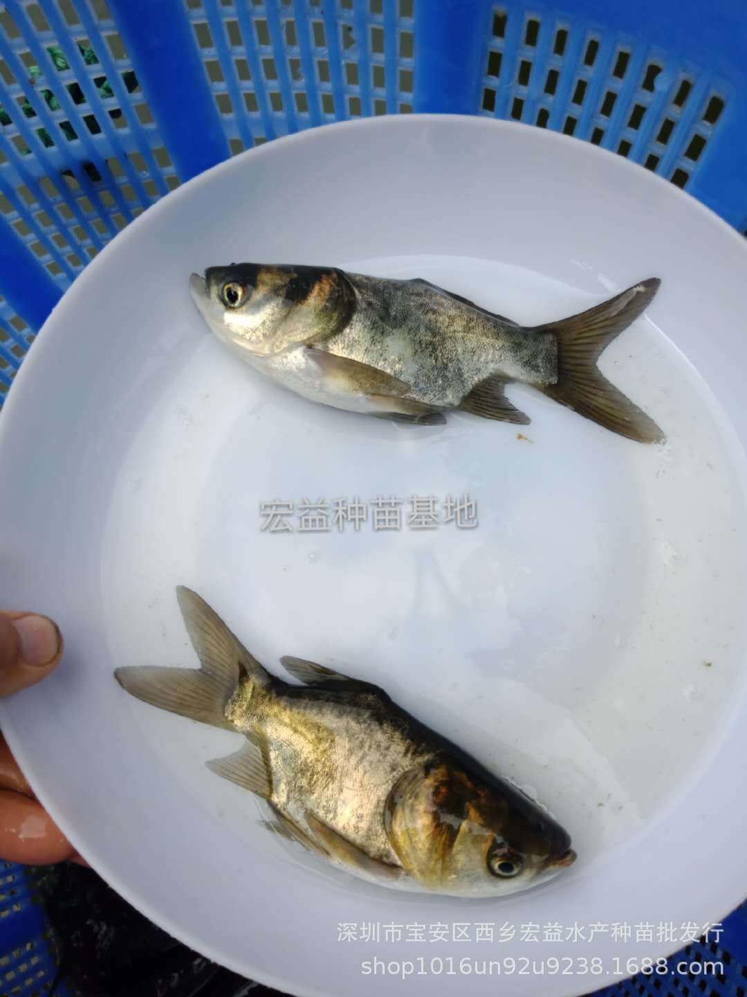 廣東深圳縮骨鳙魚(yú)苗養(yǎng)殖場(chǎng)圖片/廣東深圳縮骨鳙魚(yú)苗養(yǎng)殖場(chǎng)樣板圖 (2)