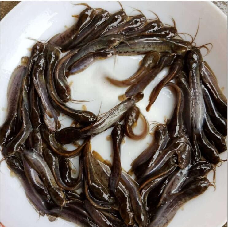 廣東深圳本地塘鲺魚苗養(yǎng)殖場-(土滑哥)淡水魚苗養(yǎng)殖場-土塘鲺魚苗/廠家批發(fā)價格