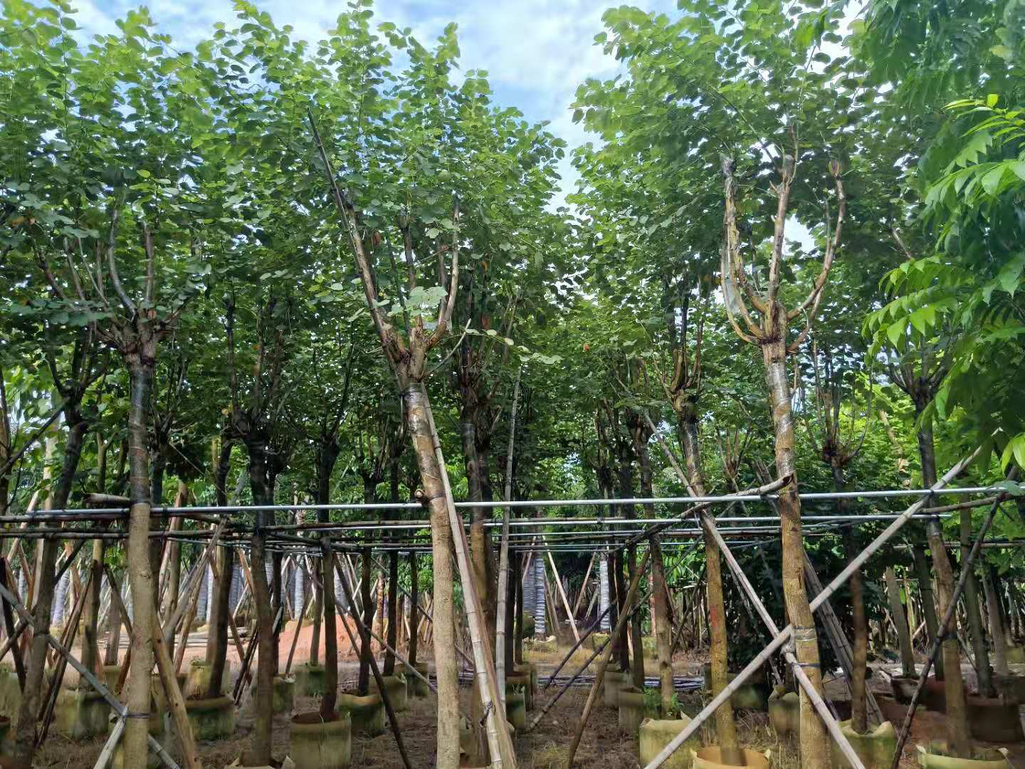宮粉紫荊圖片/宮粉紫荊樣板圖 (1)