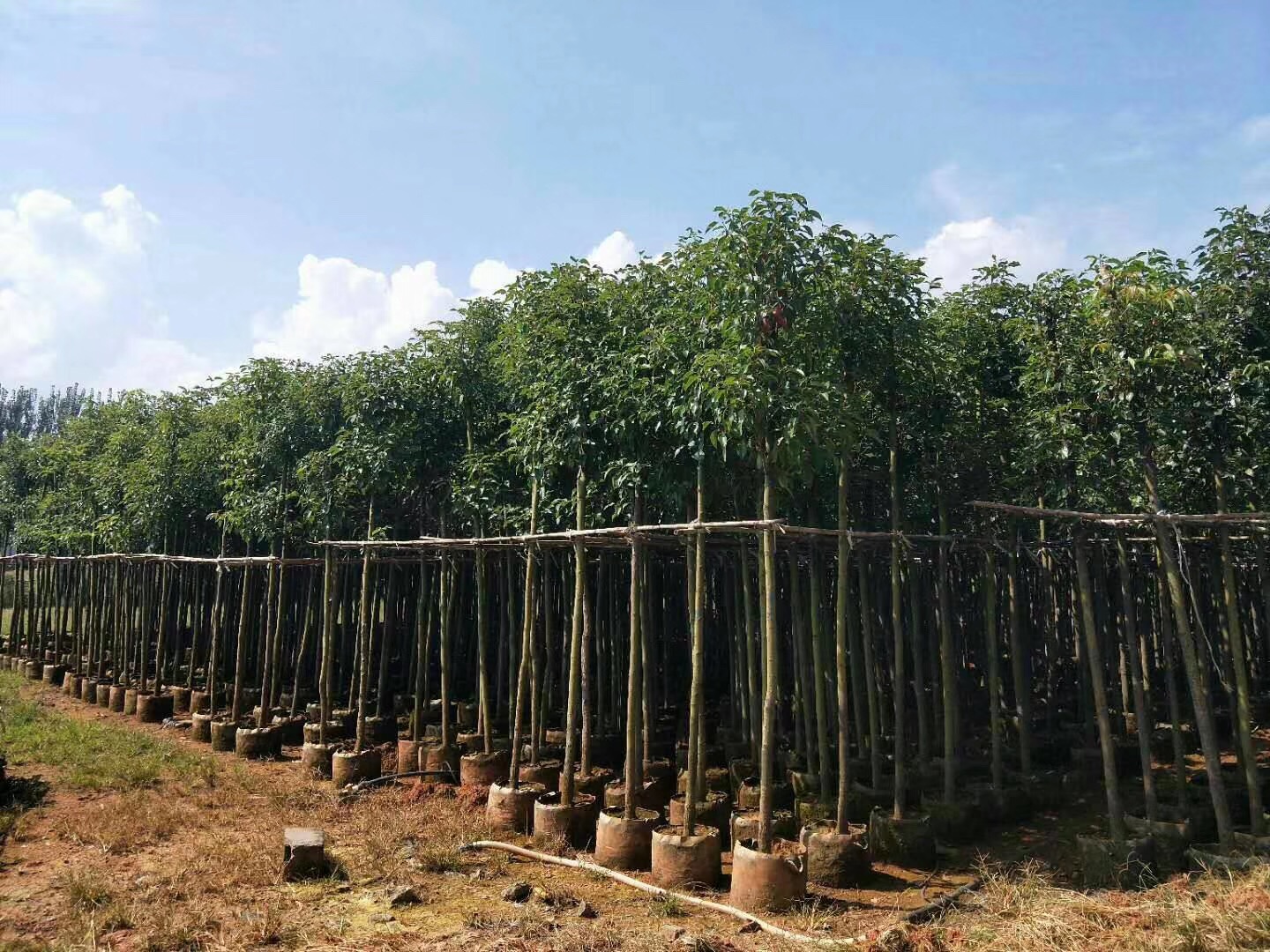 香樟 批發(fā)出售香樟樹 香樟樹廠家直銷