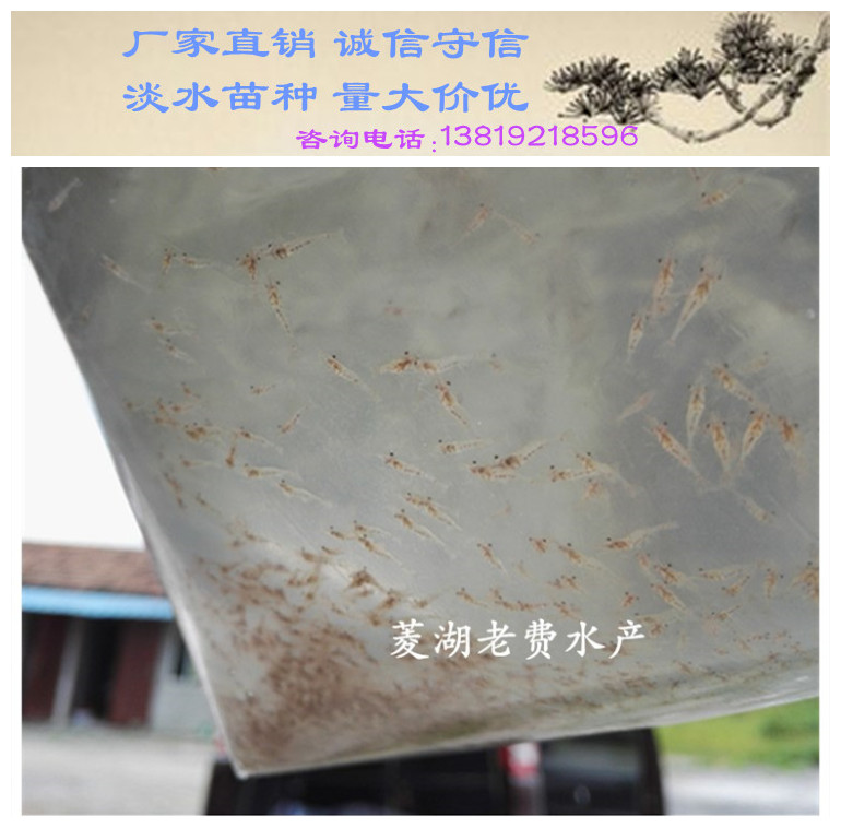 苗場*優(yōu)良品種羅氏沼蝦苗大蝦苗供應(yīng)