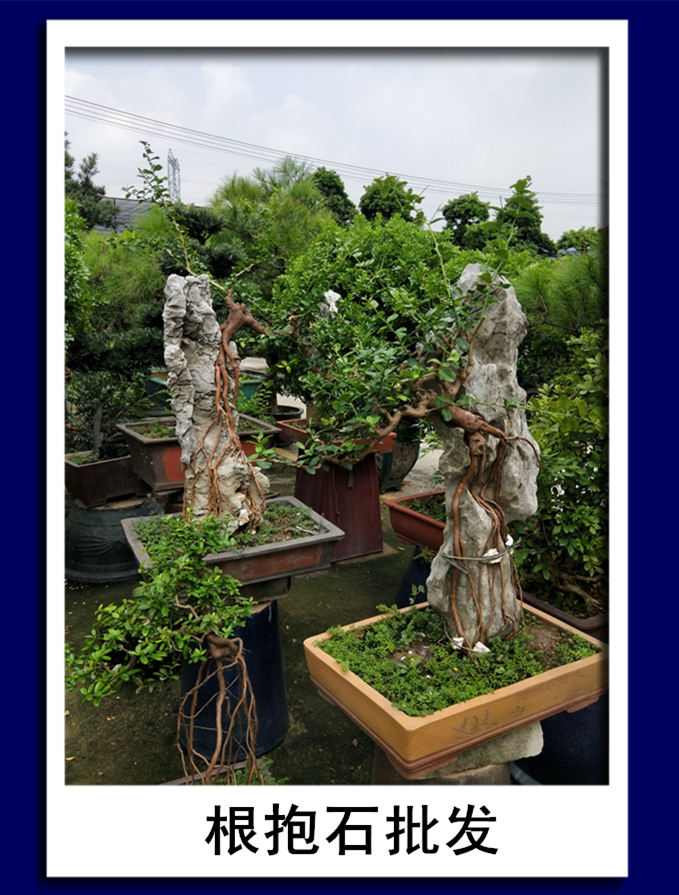根抱石圖片/根抱石樣板圖 (2)