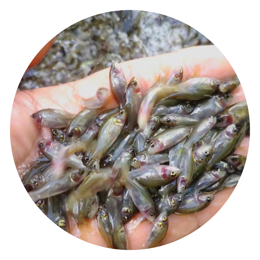 鯉魚苗圖片/鯉魚苗樣板圖 (4)