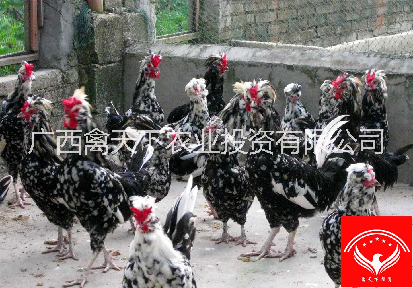 貴妃雞圖片/貴妃雞樣板圖 (3)