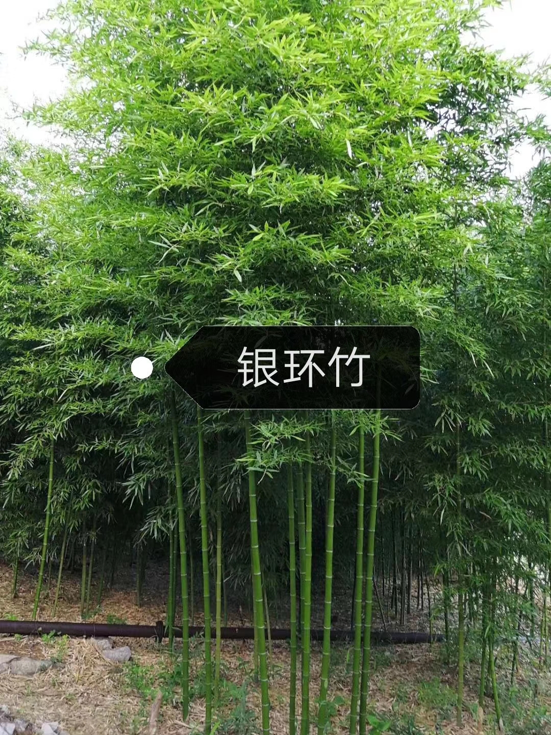 紫竹圖片/紫竹樣板圖 (2)