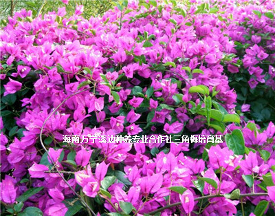 海南萬寧圖片/海南萬寧樣板圖 (1)