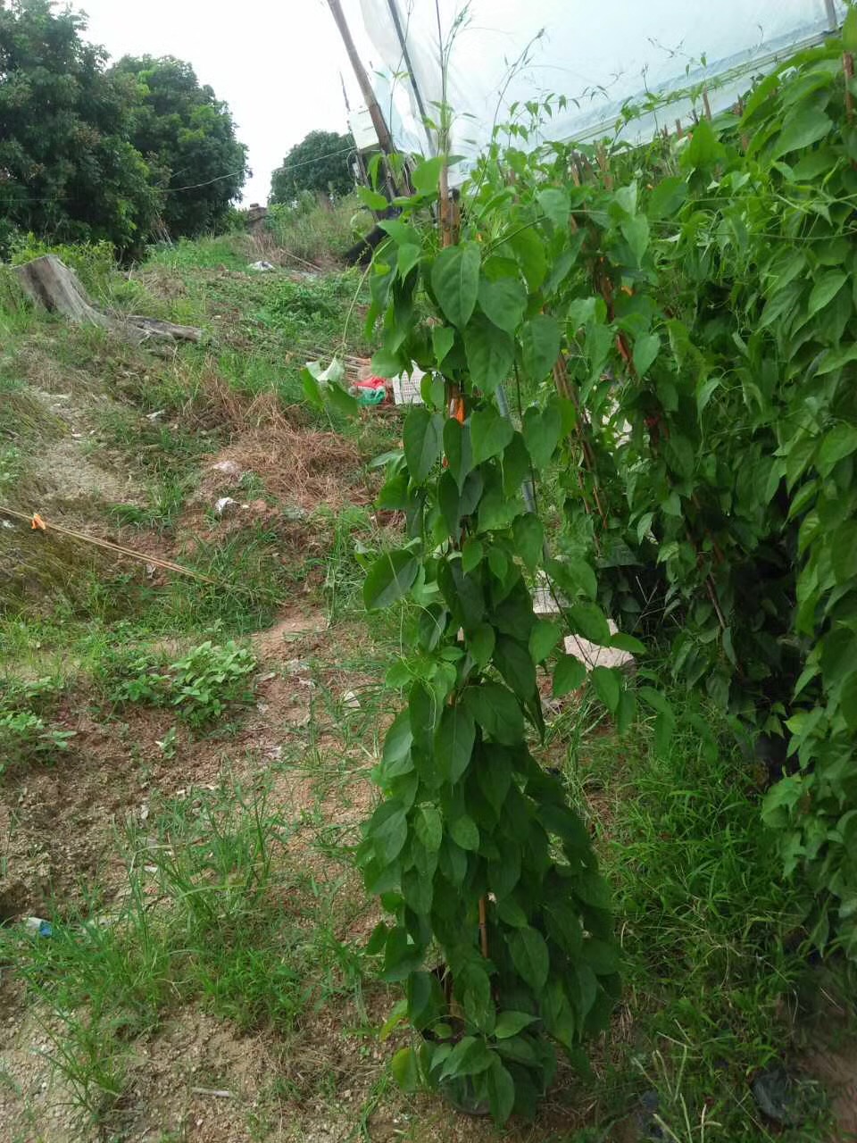 吉林省园林基地直销炮仗花 炮仗花批发