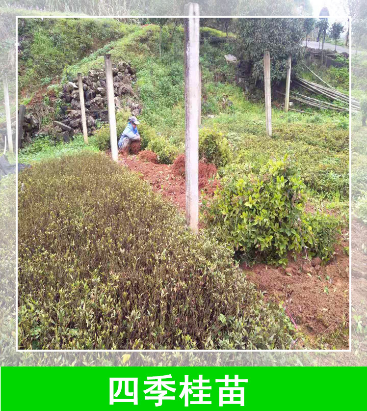 長沙四季桂小苗批發(fā)價(jià)圖片/長沙四季桂小苗批發(fā)價(jià)樣板圖 (2)