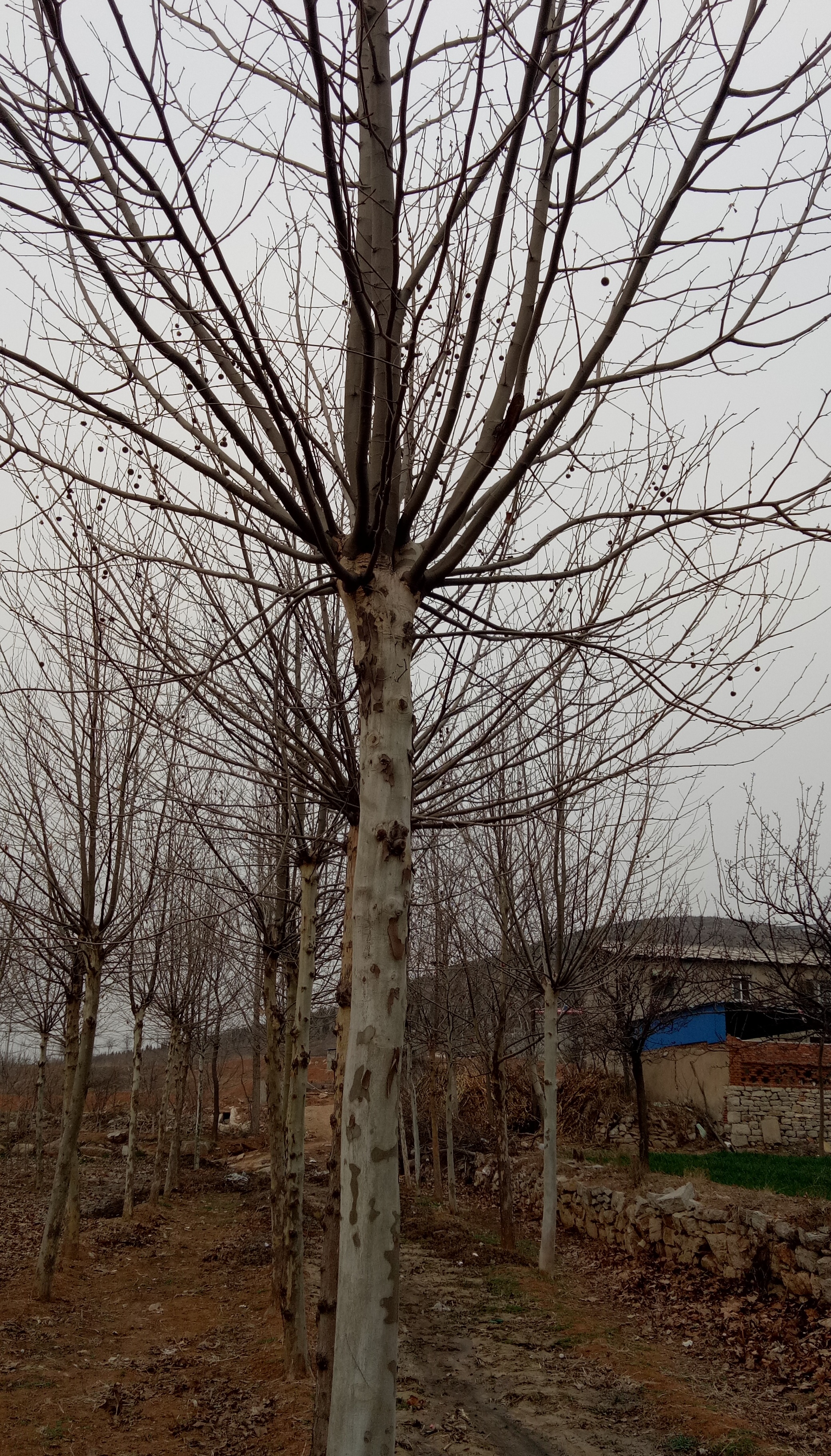 20公分速生法桐價(jià)格圖片/20公分速生法桐價(jià)格樣板圖 (2)