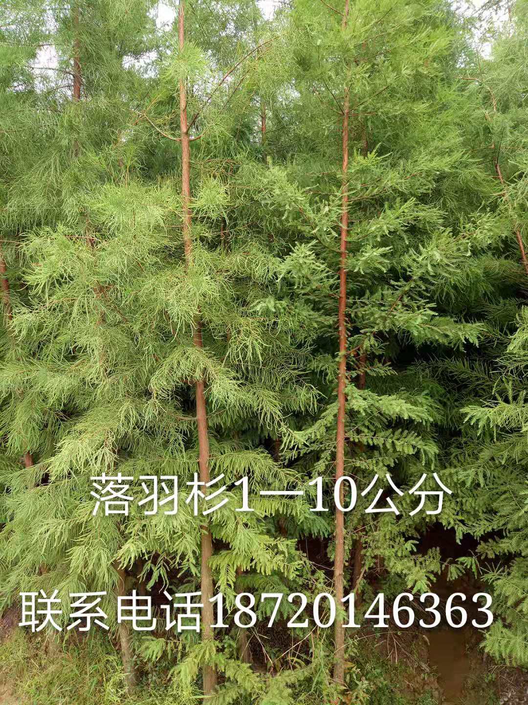 江西落羽杉圖片