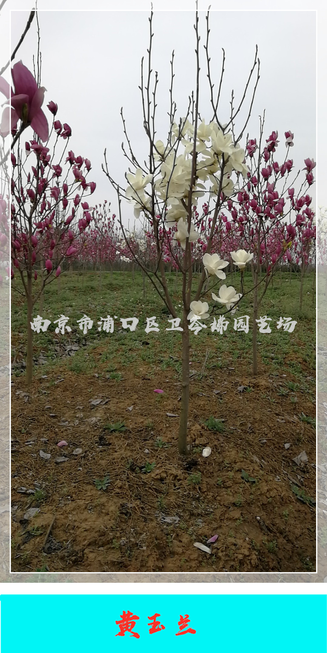 黃玉蘭圖片/黃玉蘭樣板圖 (2)
