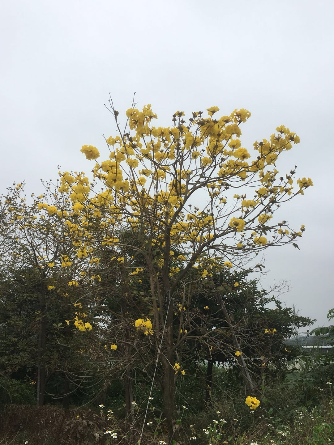 佛山綠化苗木盆栽黃花風(fēng)鈴木基地直銷