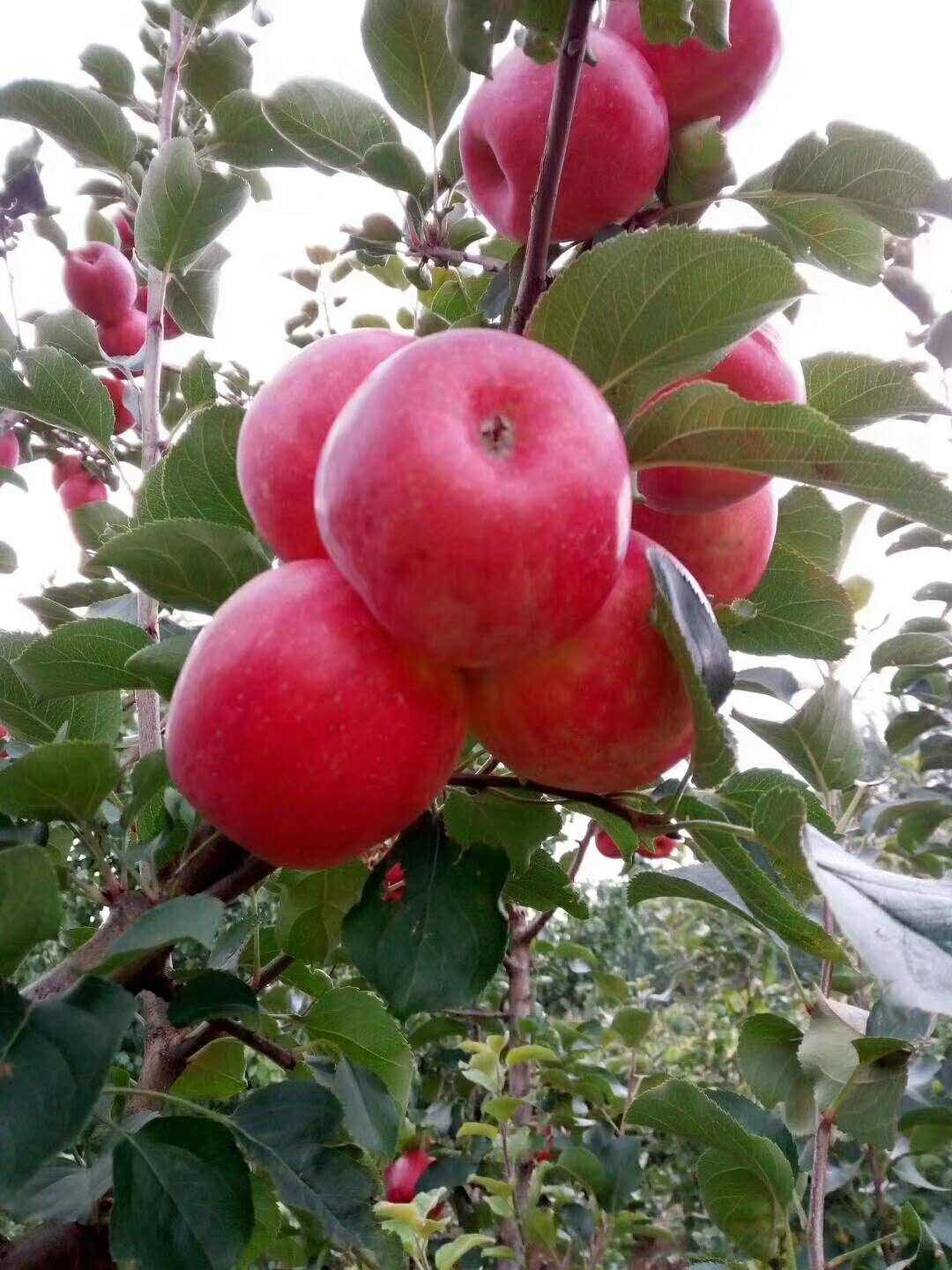 百合花圖片/百合花樣板圖 (4)