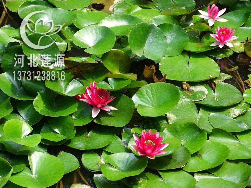 睡蓮圖片/睡蓮樣板圖 (4)