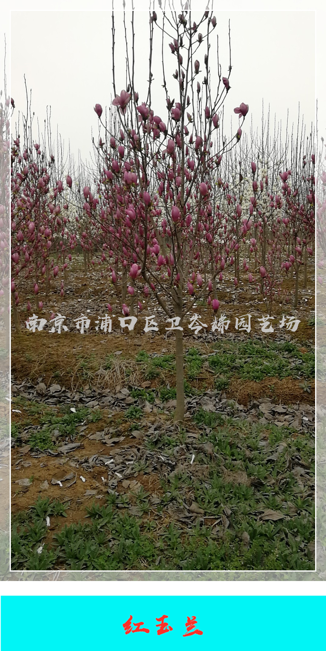 紅玉蘭圖片/紅玉蘭樣板圖 (2)