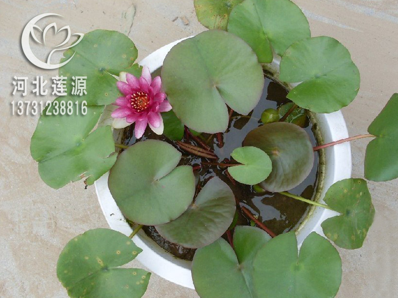 睡蓮圖片/睡蓮樣板圖 (2)