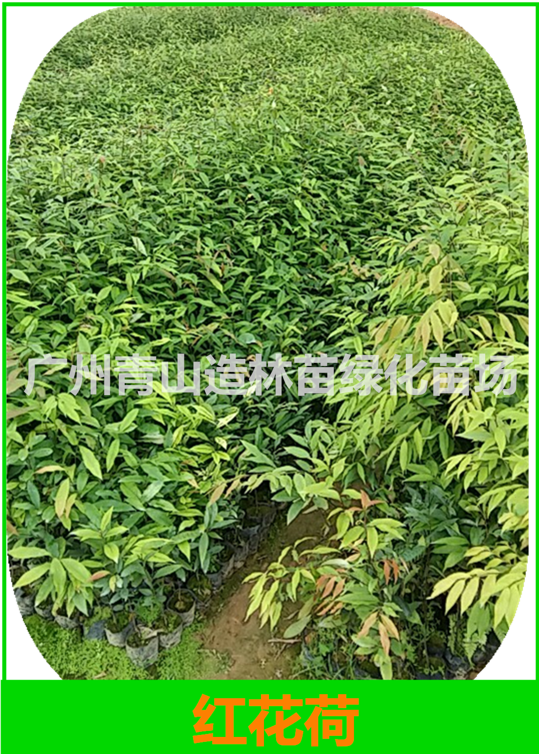 小苗圖片/小苗樣板圖 (2)