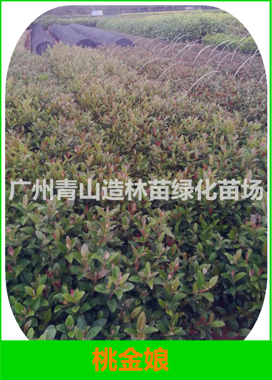 桃金娘圖片/桃金娘樣板圖 (4)