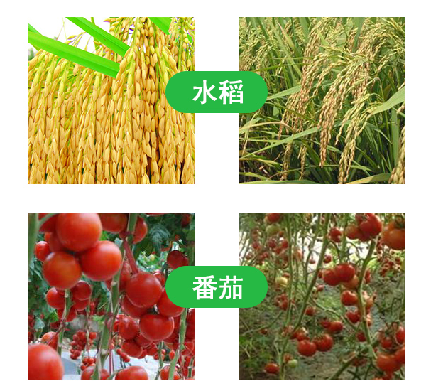 生物有機(jī)肥圖片/生物有機(jī)肥樣板圖 (3)