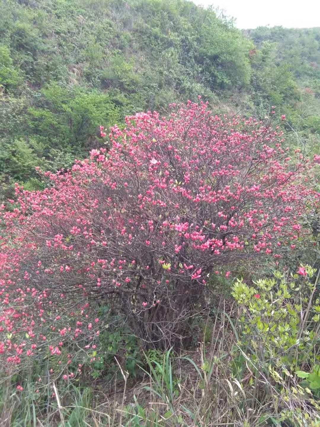 各種規(guī)格映山紅樹價格 映山紅樹種植