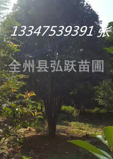 銀杏樹(shù)圖片/銀杏樹(shù)樣板圖 (4)
