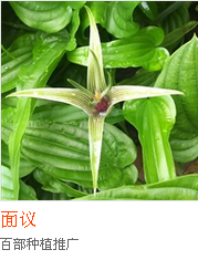 百部圖片/百部樣板圖 (1)