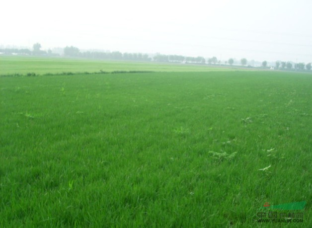 馬尼拉草皮圖片