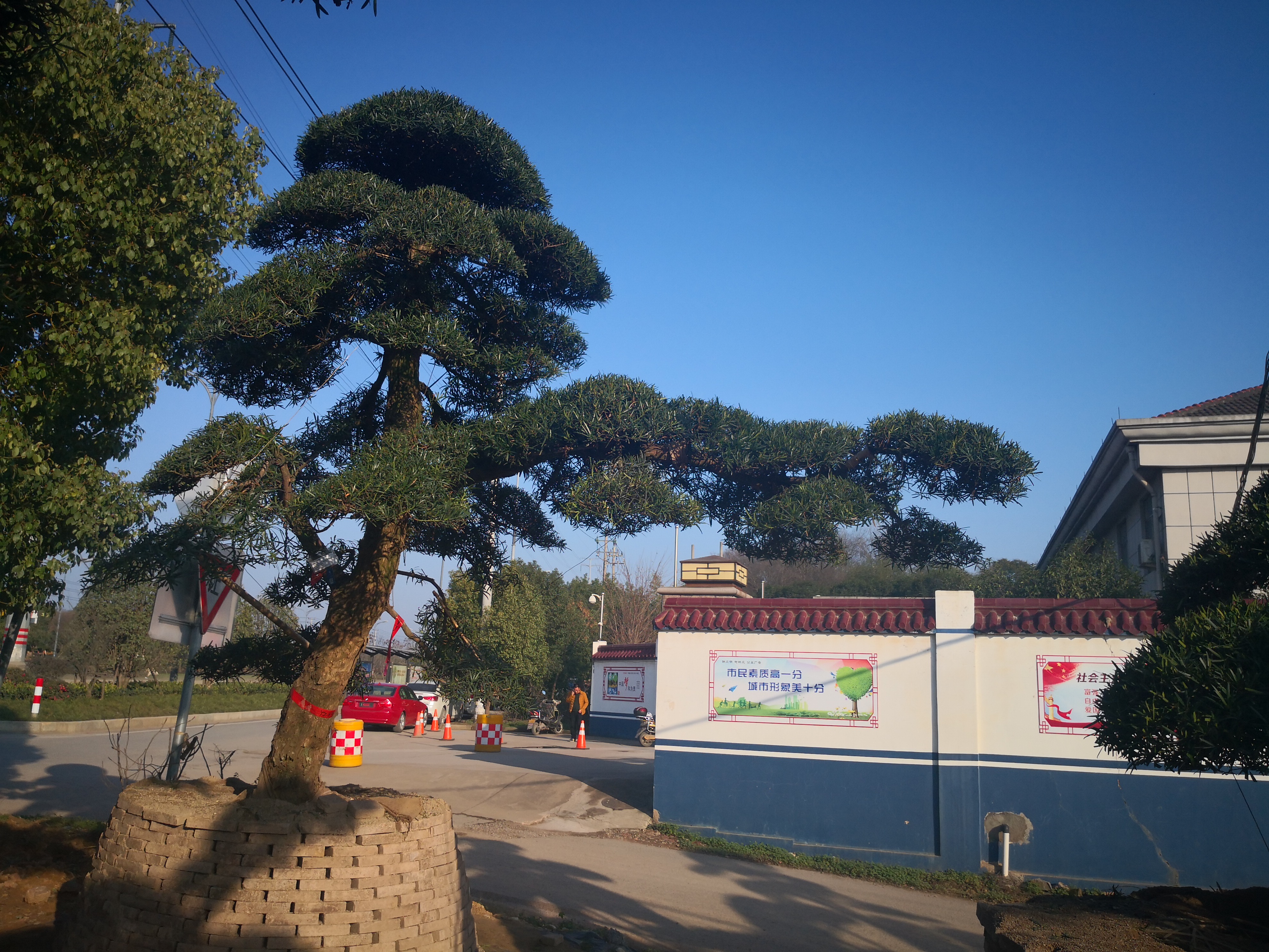 羅漢松圖片/羅漢松樣板圖 (2)