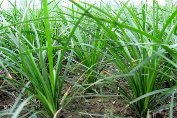 麥冬草苗圖片/麥冬草苗樣板圖 (4)