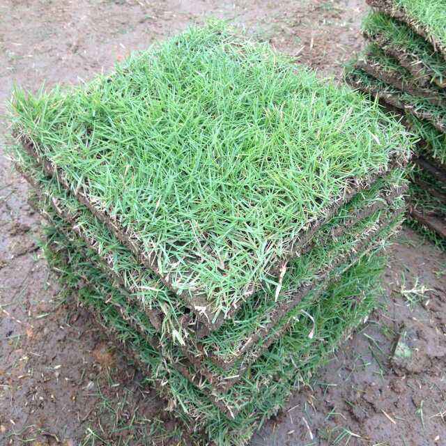 馬尼拉草皮圖片/馬尼拉草皮樣板圖 (3)