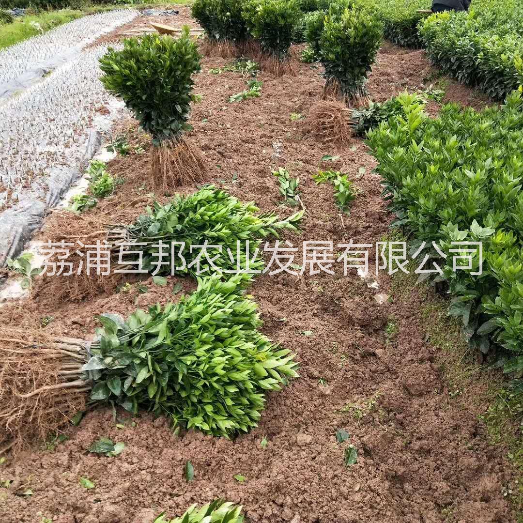 少核無(wú)核沃柑苗圖片