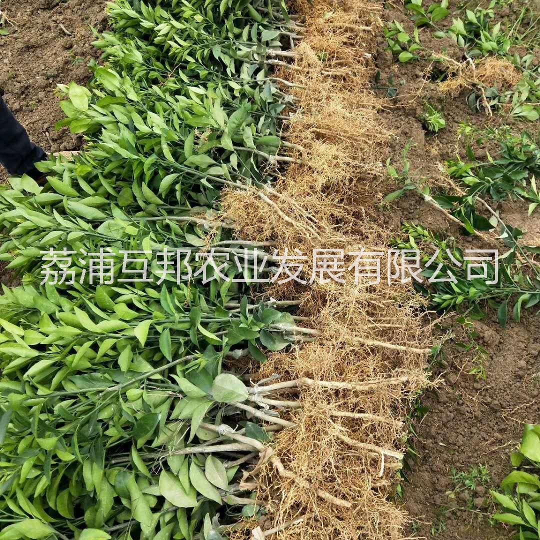 桂林市沃柑苗厂家沃柑苗 沃柑苗种植技术 沃柑苗种植基地 广西沃柑苗 桂林沃柑苗