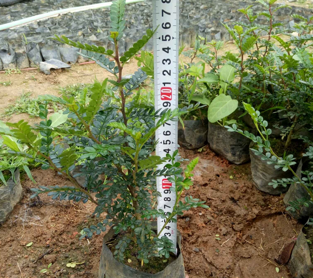 胡椒木圖片/胡椒木樣板圖 (1)