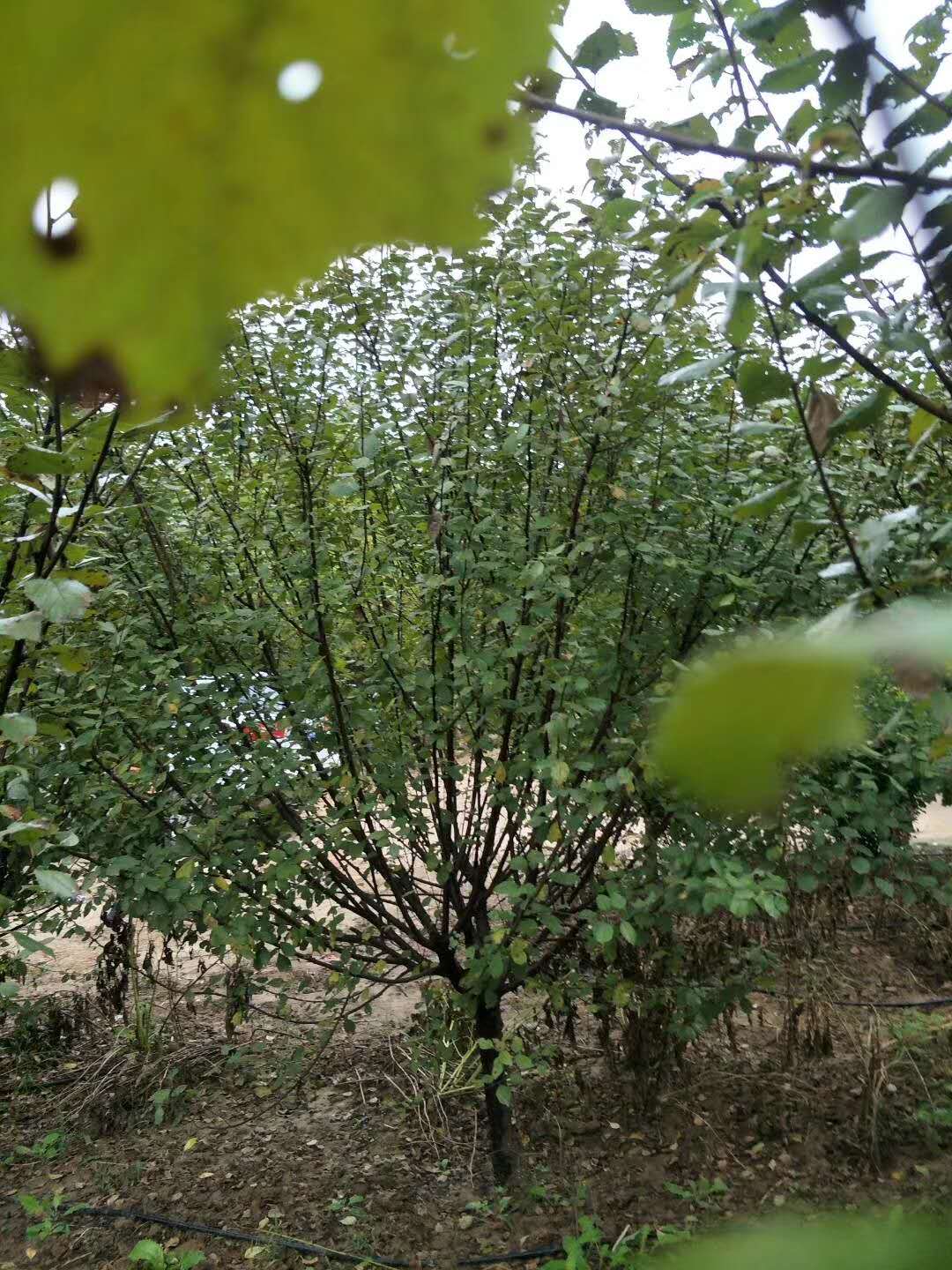 榆叶梅苗圃种植园、榆叶梅苗圃销售、 榆叶梅苗圃批发价格  、 榆叶梅苗圃基地图片