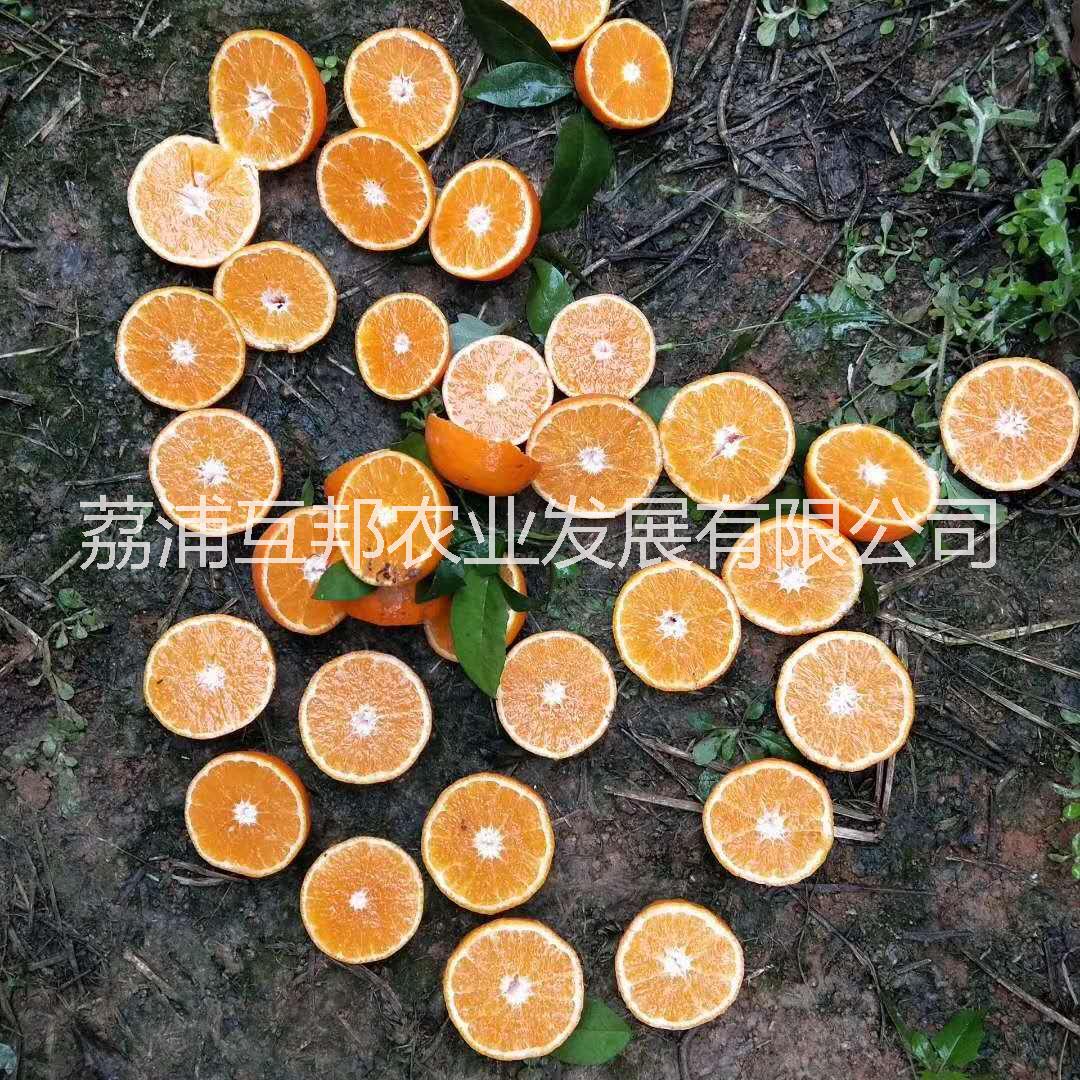 091無核沃柑春苗圖片