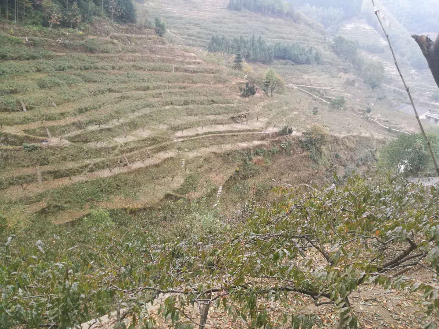 黃桃圖片/黃桃樣板圖 (3)