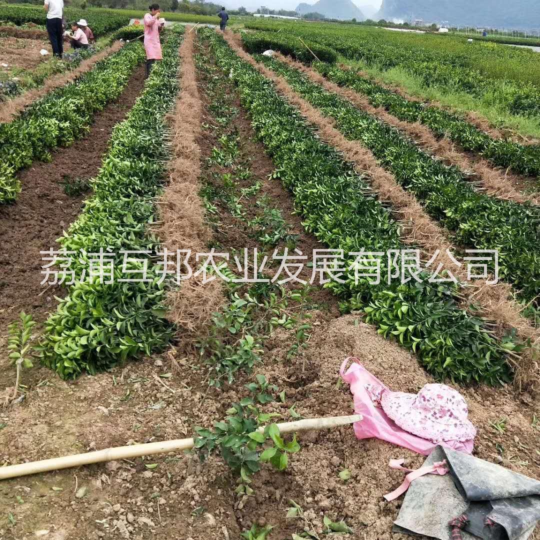 砂糖橘苗 砂糖橘苗价格 广西砂糖橘苗 砂糖橘苗种植技术 砂糖橘苗种植基地图片