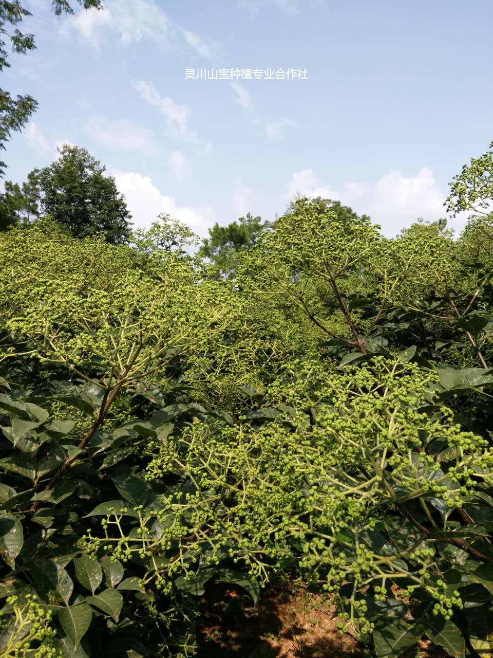 吳茱萸圖片/吳茱萸樣板圖 (2)