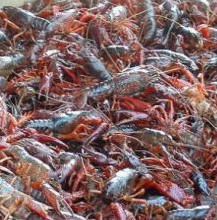 小龍蝦圖片/小龍蝦樣板圖 (3)