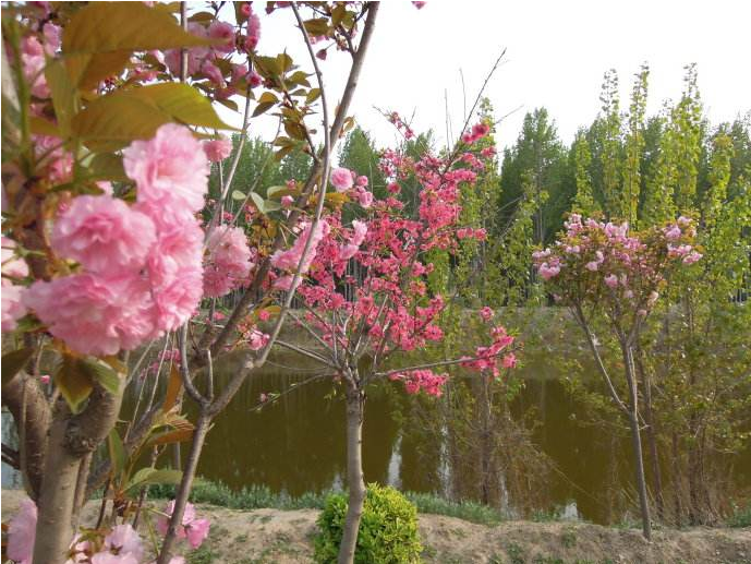 广东樱花小苗种植基地  广州樱花小苗批发 樱花苗厂家价格 樱花小苗图片