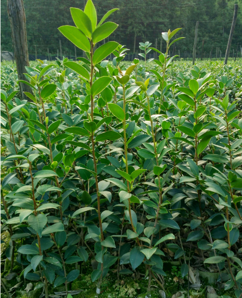 各種造林苗圖片/各種造林苗樣板圖 (4)