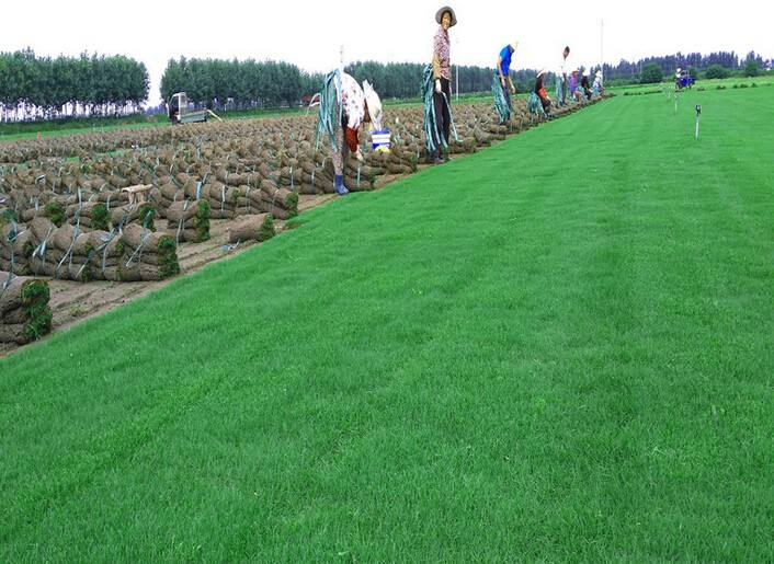 六安市江苏镇江果岭草基地厂家江苏镇江果岭草基地-镇江果岭草草坪批发价格-安徽绿亮草坪基地/厂家