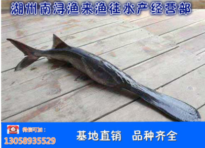 鴨嘴魚圖片