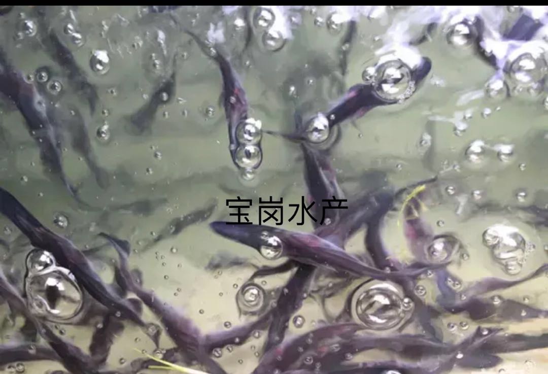 魚苗圖片/魚苗樣板圖 (3)