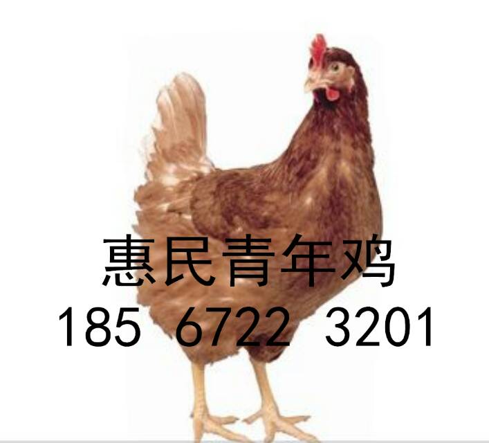 青年雞養(yǎng)殖圖片/青年雞養(yǎng)殖樣板圖 (3)