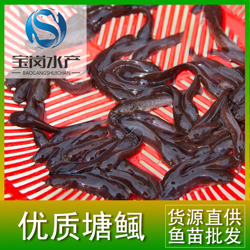 魚苗圖片/魚苗樣板圖 (4)