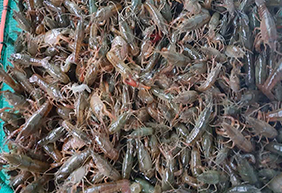 小龍蝦圖片/小龍蝦樣板圖 (3)