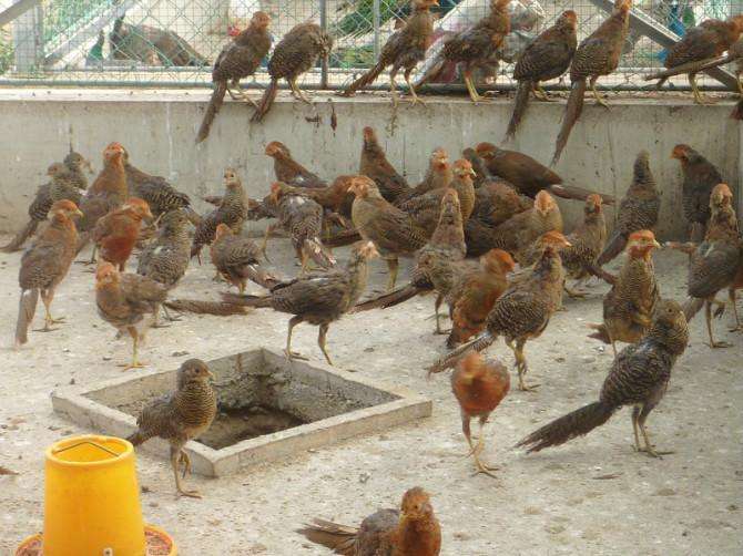 江西山雞圖片/江西山雞樣板圖 (3)